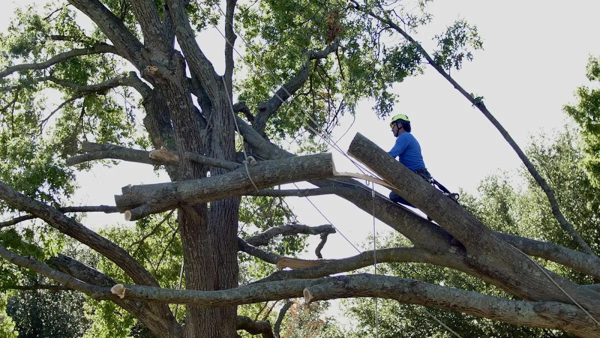 Professional Crown Thinning performed by certified arborists in Whiteford