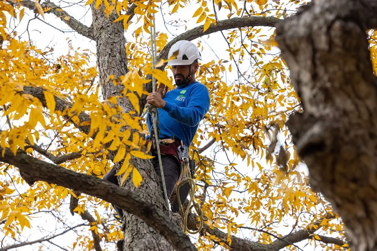 Skilled Tree Trimming crew working in Whiteford