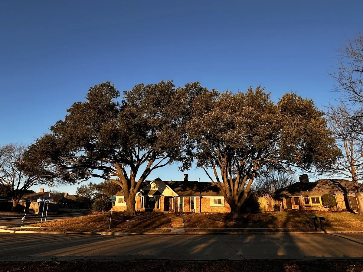Established residential canopy tree shading a home in Whiteford